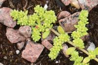 Herniaria glabra