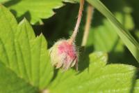 Fragaria viridis