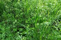 Thalictrum flavum