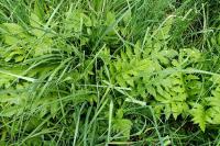 Cirsium oleraceum