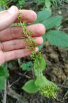 Neottia ovata