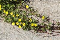 Potentilla reptans