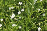 Stellaria graminea