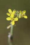 Sisymbrium officinale