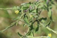 Sisymbrium officinale