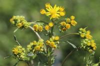 Jacobaea vulgaris
