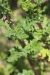 Jacobaea vulgaris