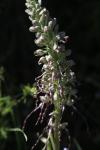 Himantoglossum hircinum