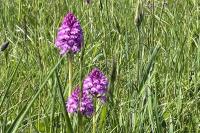 Anacamptis pyramidalis