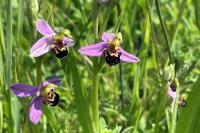 Ophrys apifera