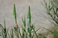 Tragopogon dubius
