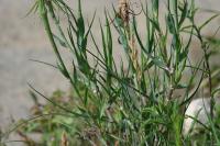 Tragopogon dubius