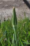 Tragopogon dubius