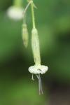 Silene nutans