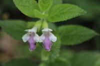 Melittis melissophyllum