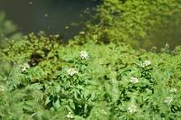 Nasturtium officinale