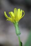 Scorzonera humilis