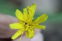 Scorzonera humilis