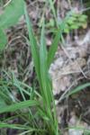 Scorzonera humilis