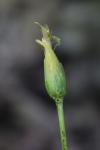 Scorzonera humilis