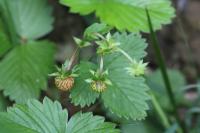 Fragaria vesca