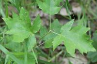 Torminalis glaberrima