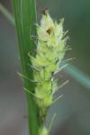 Carex hirta