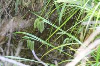 Carex pseudocyperus