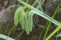 Carex pseudocyperus