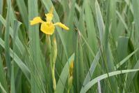 Iris pseudacorus