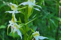 Platanthera chlorantha