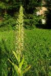 Himantoglossum hircinum