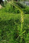 Himantoglossum hircinum