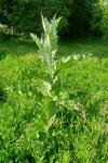 Onopordum acanthium