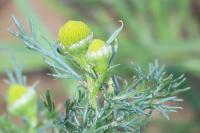 Matricaria discoidea
