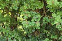 Viburnum opulus