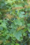 Viburnum opulus