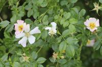Rosa canina