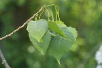 Populus x canadensis