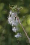 Populus x canadensis