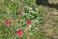 Centranthus ruber