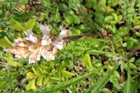 Orobanche picridis-hieracioidis