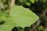 Lapsana communis