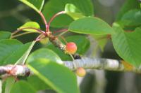 Prunus avium
