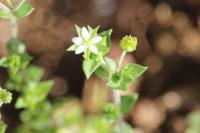 Arenaria serpyllifolia