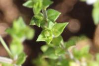 Arenaria serpyllifolia