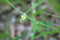 Linum catharticum