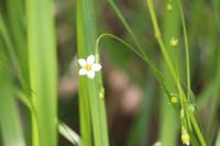 Linum catharticum