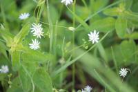 Stellaria graminea