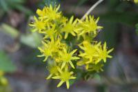 Petrosedum rupestre